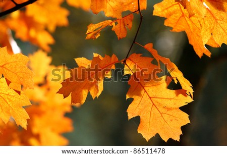 Red oak autumn leaves