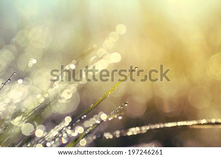 The morning dew. Abstract background of shining a bright morning dew