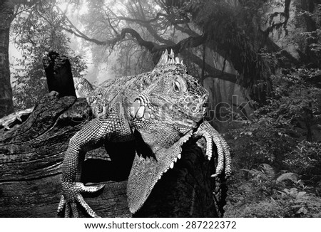 Iguana on tree in jungle, black and white image