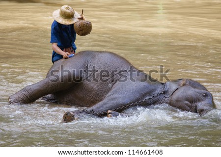 CHIANG DAO, CHIANG MAI, THAILAND- JULY 27: An unidentified man shows how to bathe an elephant in a river show in Chiang Dao, Chiang Mai, Thailand on July 27, 2012.