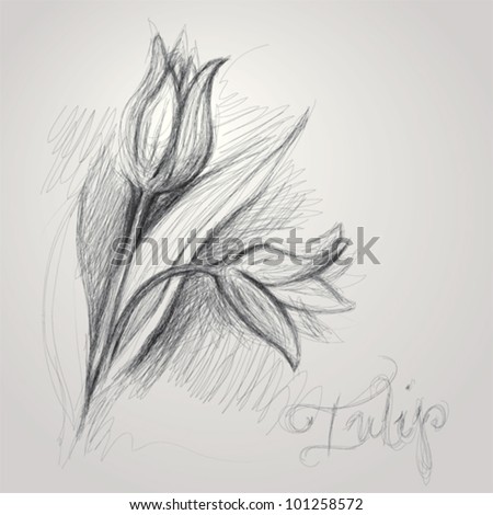 Tulip / Realistic Sketch Of Flower Stock Vector Illustration 101258572 ...
