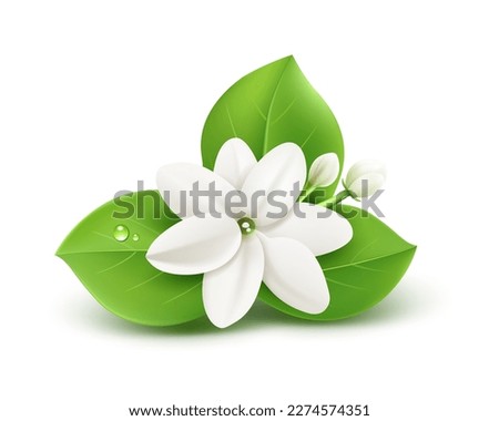 Jasmine flower and leaves realistic design isolated on white background, EPS10 Vector illustration.
