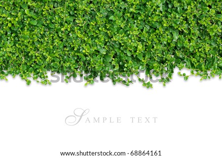 Small green plants depend on on white background isolated.