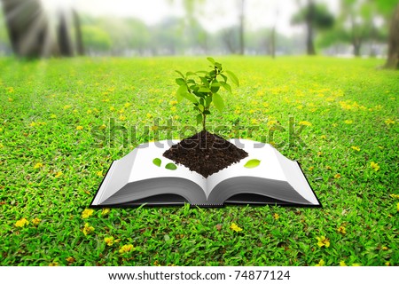 Seedlings based on the book. On the ground, green grass in the park.