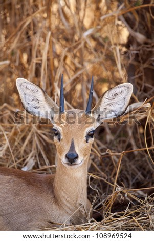 A young steenbok (Raphicerus campestris) male sitting in the bush and looking at the camera