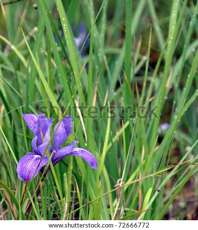 Wild Iris in tall grass