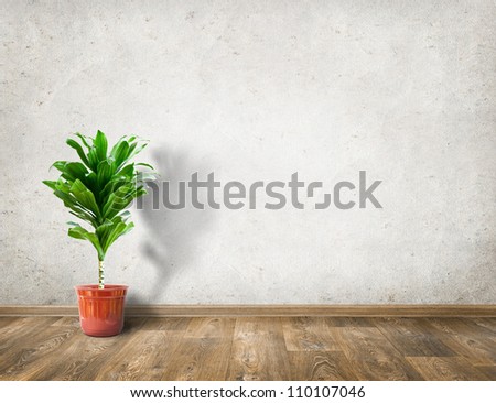 Rubber plant in room with white wall interior background