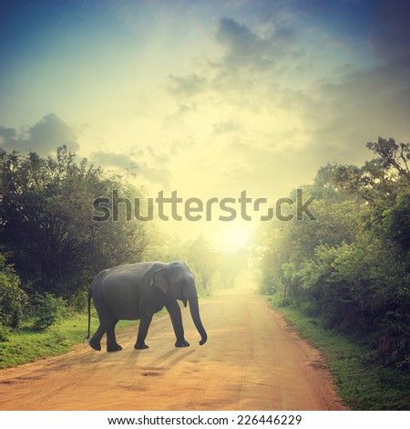 Elephant on road and bush with savanna landscape background
