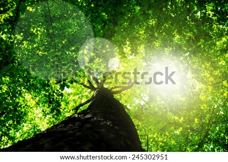 Green forest. Tree with green Leaves and sun light. Bottom view background