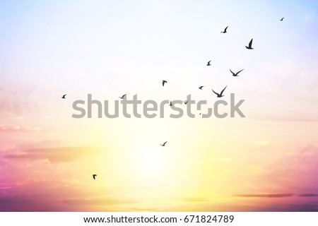 Similar – Image, Stock Photo seagulls in the cloudy sky