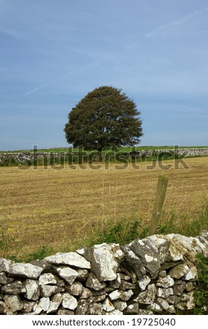 A single large tree center frame. A dry stone wall.  filed and a blue sky. Peak District. September 2008