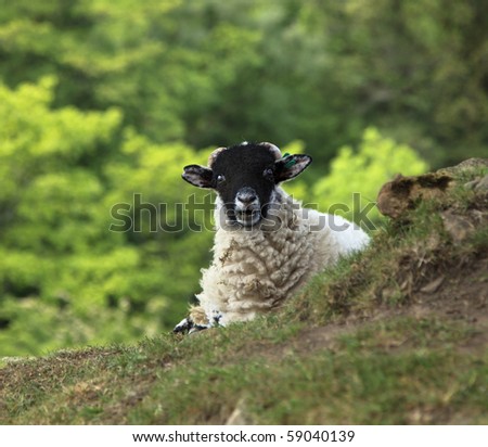 A sheep looking rather surprised at being photographed