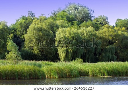 green willow with other trees on the river bank