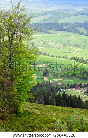 landscape consisting of a green tall tree on the grassy valley on the foreground and Carpathians mountains with green trees, fir-tree, grassy valley with little house on the background