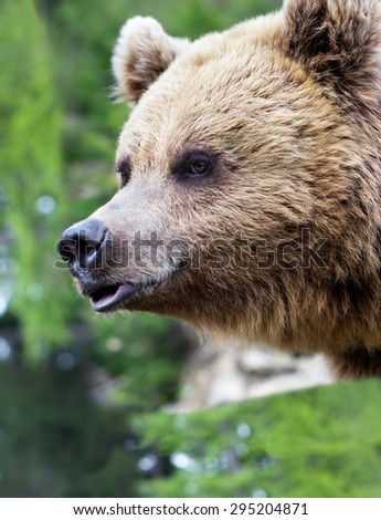 The head of a brown bear with the opened mouth