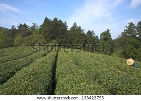 Tea farmers pick tea