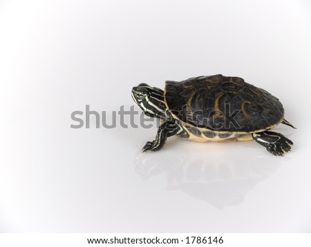 tortoise on white background