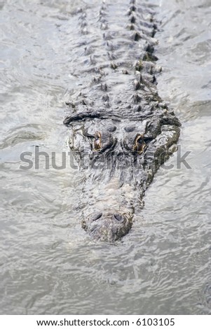 Alligator in murky swamp water of Gatorland in Florida