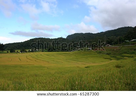 Scenery of golden rice field in late cold season at Mae Klang Luang village located along the road from Jomthong district to the top of Doi Inthanon, Chiangmai, Northern of Thailand.