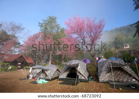 Tent set up in blossom sakura forest with fog is background