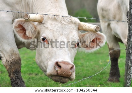 cow with horns cut from his head between the barbed wire its meadow