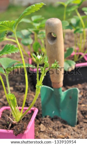 planting strawberries plants in the garden