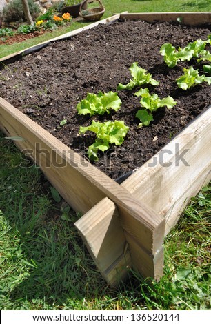 salads grown in a small vegetable garden wood