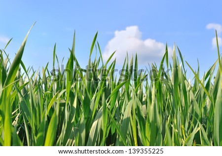 green wheat field under cloudy sky