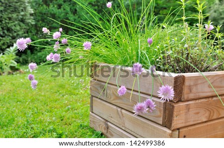 planter of aromatic plants with chives flower in wooden pot