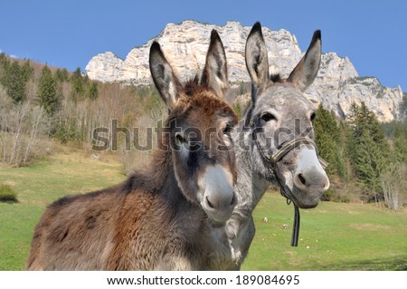 portrait of two lovely and funny donkeys in the mountains