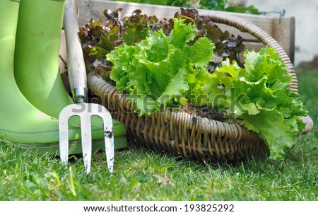 Freshly harvested lettuce in a basket placed near a vegetable patch