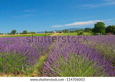 View of the landscape with lavender field (Provence, France)