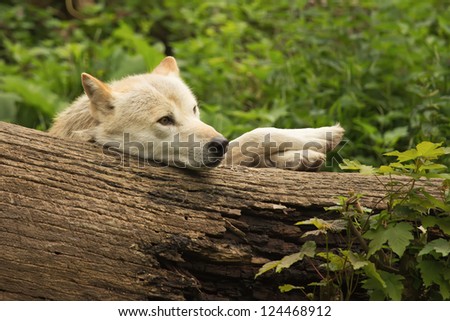 White wolf lying in the woods behind a tree trunk .The front paws  has resting on the trunk.