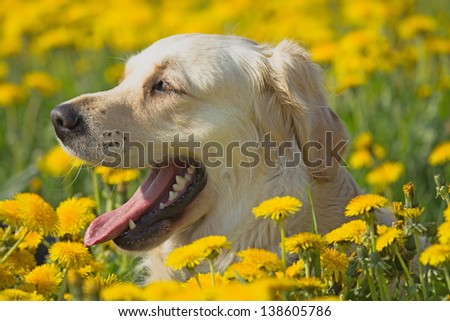 Happy Golden Retriever in flower meadow of yellow dandelions