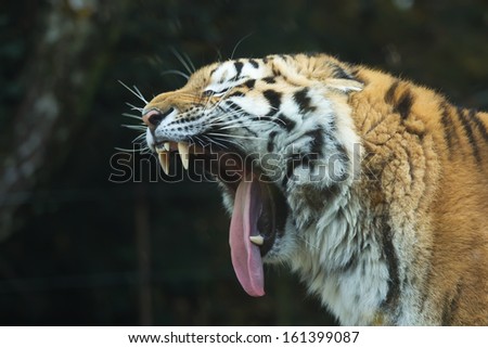 Side view of tiger head head with open mouth and tongue out. Horizontally.