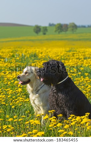 Side view of a black and white dog sitting on blooming dandelion meadow. Big Black Schnauzer Dog and Golden Retriever.