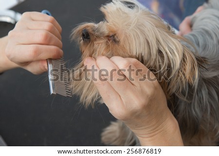 Dog grooming. Combing beard of Yorkshire Terrier.