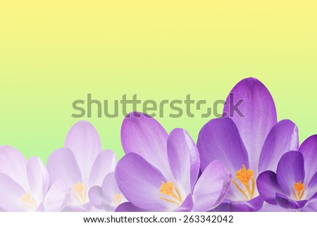 The purple crocus flowers are filling the bottom edge of the image. In the lower right corner of the image is darker flower. The background is yellow-green (spring) gradient