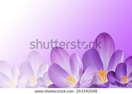 The purple crocus flowers are filling the bottom edge of the image. In the lower right corner of the image is darker flower. The background is purple-white gradient