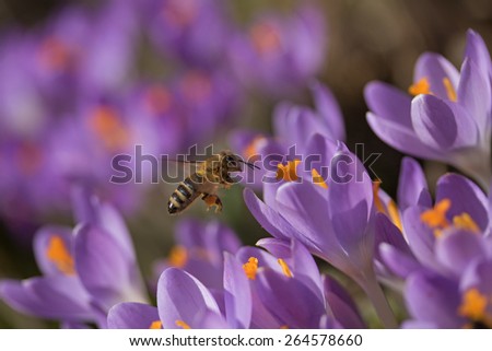 Closeup view of bee to a flower violet crocus (saffron)