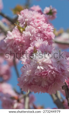 Closeup view of a branch of Sakura with beautifully blossoming flower of pink color.