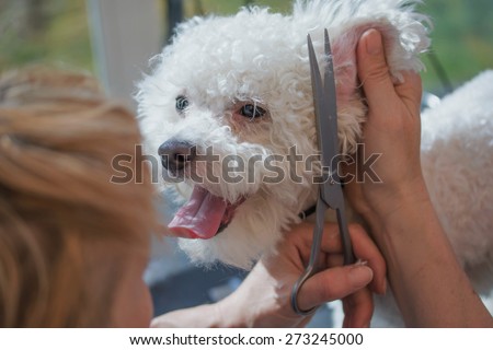White Bolognese dog is in dog salon. Female groomer is cutting the hair on the ears.
