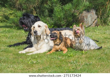 The group of dogs is lying on the lawn. Yorkshire Terrier has protruding tongue.