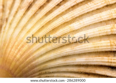 Closeup of scallop seashell conch. Tribbing is based on the lower left edge of the photo.