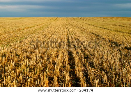 Converging lines on a stubble wheat field
