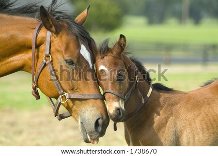 Similar – Image, Stock Photo Moment of a horse Horse