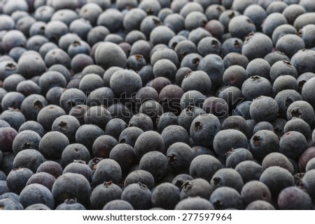 Organic Florida blueberries fresh farm picked natural healthy fruit produce frozen cold background macro