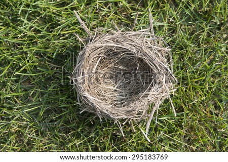Empty Nest bird abandon home