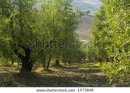 Plump Italian olive tree landscape 34. See more in my portfolio