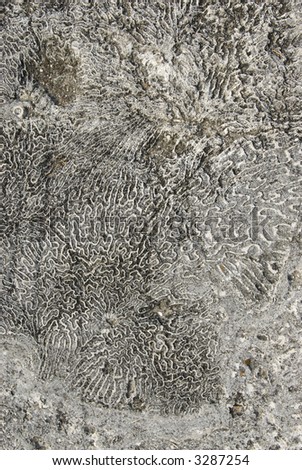 Sea coral background fossil ocean texture -- series 03